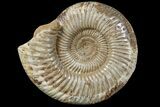 Jurassic Ammonite (Perisphinctes) Fossil - Madagascar #166000-1